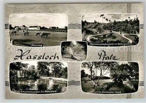 AK / Ansichtskarte Hassloch_Pfalz Fohlenhof Meerschweinchendorf Schwanenweiher Hasslocher Wald Hassloch Pfalz