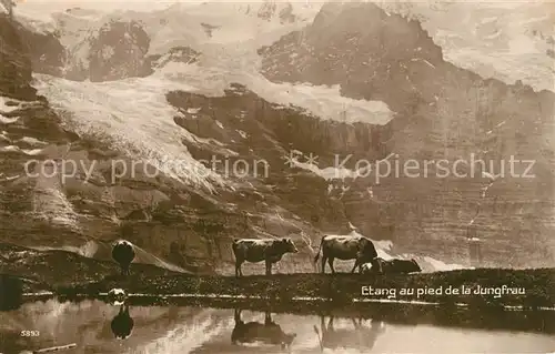 AK / Ansichtskarte Wengen_BE Etang au pied de la Jungfrau Bergsee Jungfrau Berner Alpen Almvieh Kuehe Wengen_BE