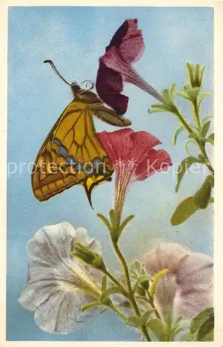 AK / Ansichtskarte Schmetterlinge Blumen  Schmetterlinge