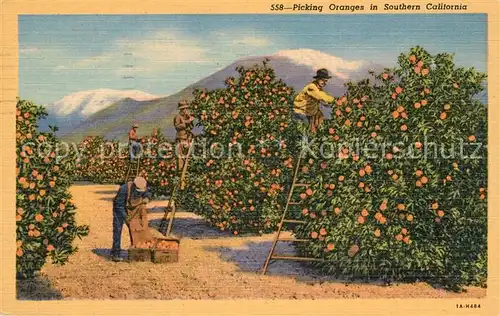 AK / Ansichtskarte Orangen_Oranges Picking Oranges Southern California  Orangen Oranges