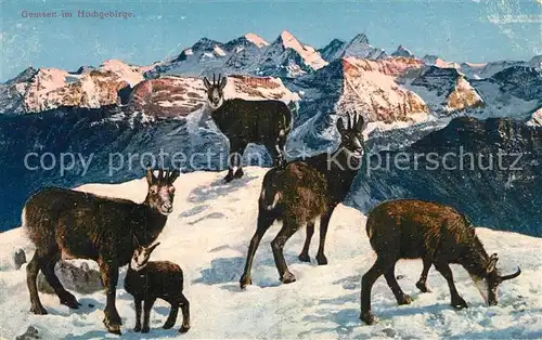 AK / Ansichtskarte Gemse Hochgebirge Gemse