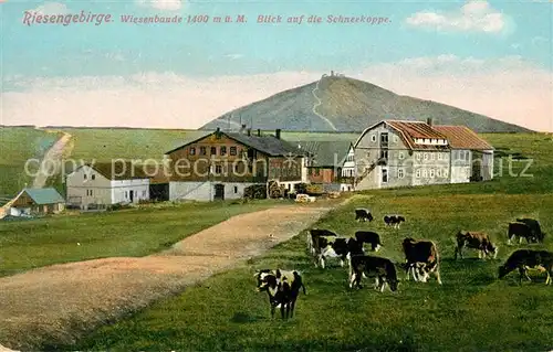 AK / Ansichtskarte Wiesenbaude Schneekoppe Panorama Wiesenbaude