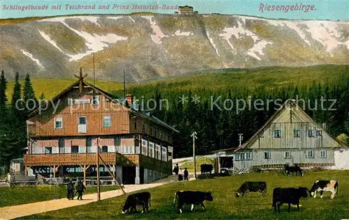 AK / Ansichtskarte Schlingelbaude_Riesengebirge Prinz Heinrich Baude Kuehe Schlingelbaude