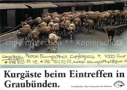 AK / Ansichtskarte Graubuenden_Kanton Viehabtrieb Graubuenden Kanton