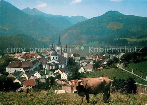 AK / Ansichtskarte Mariazell_Steiermark Kirche Kuh Mariazell_Steiermark