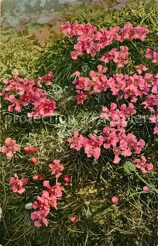 AK / Ansichtskarte Blumen Hohenwarthia Pumilio Verlag Photochromie Nr. 937  Blumen