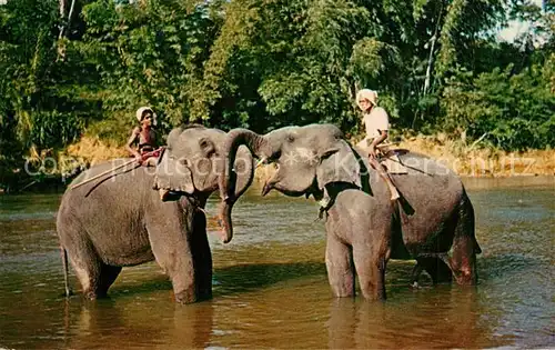 AK / Ansichtskarte Elefant Kandy Sri Lanka Elefant