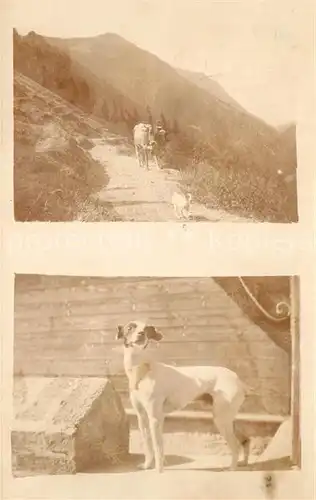 AK / Ansichtskarte Hunde Kuh Privatfoto Ak  Hunde