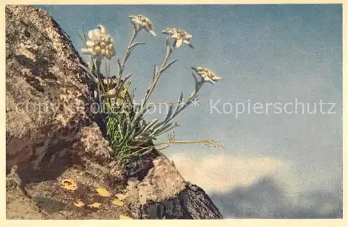 AK / Ansichtskarte Edelweiss Leontopodium Alpinum  Edelweiss