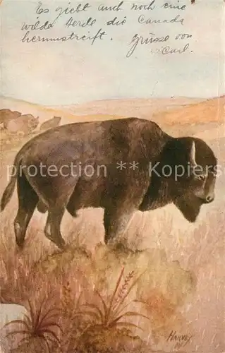 AK / Ansichtskarte Bueffel American Buffalo Bison  Bueffel