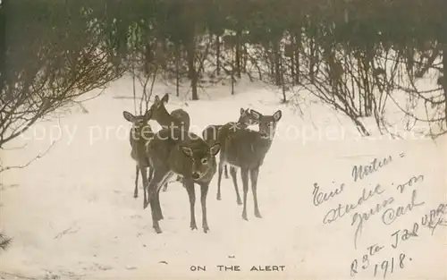 AK / Ansichtskarte Reh On the Alert  Reh