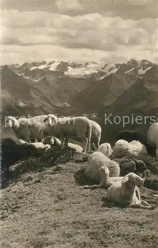AK / Ansichtskarte Schafe Casannaweide Silvretta  Schafe