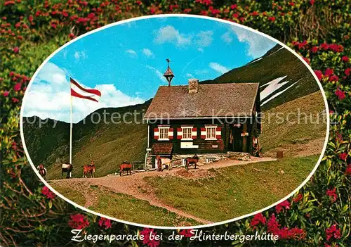 AK / Ansichtskarte Sillian_Tirol Ziegenparade bei der Hinterbergerhuette Sillian Tirol