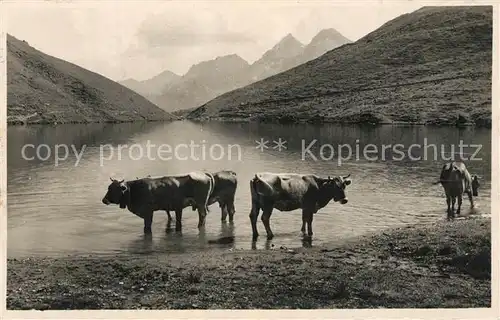 AK / Ansichtskarte Arosa_GR Kuehe am Schwellisee Arosa_GR