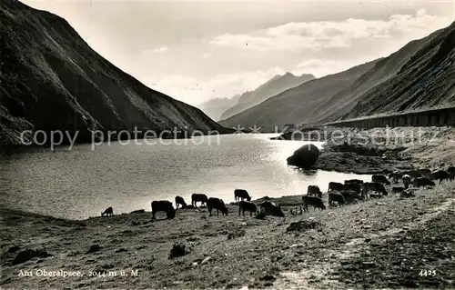 AK / Ansichtskarte Oberalpsee Kuehe  Oberalpsee