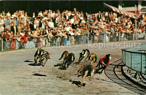 AK / Ansichtskarte Hunde Derby Lane Greyhound Race Track St. Petersburg Florida  Hunde