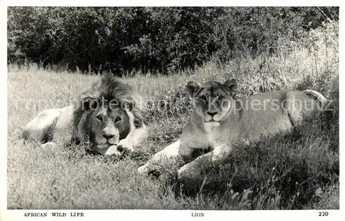 AK / Ansichtskarte Loewe African Wild Life Lion  Loewe