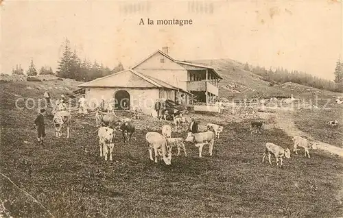 AK / Ansichtskarte Kuehe Montagne Orbe  Kuehe