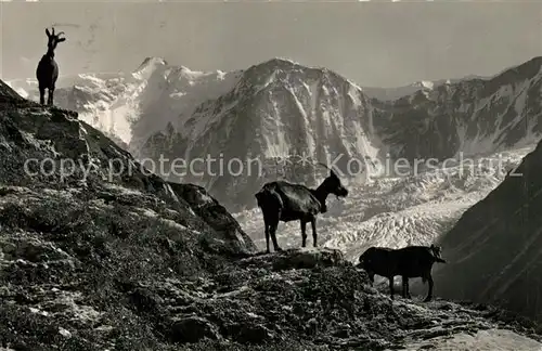 AK / Ansichtskarte Ziege Gletscher Grindelwald Baeregg Fiescherwand  Ziege