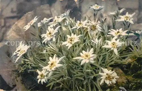 AK / Ansichtskarte Edelweiss  Edelweiss