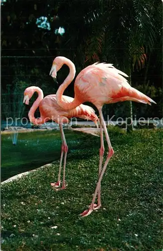 AK / Ansichtskarte Flamingo Parrot Jungle Florida  Flamingo