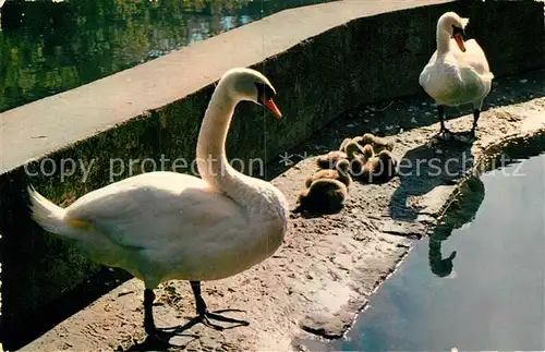 AK / Ansichtskarte Schwan Lac Leman Famille de Cygnes  Schwan
