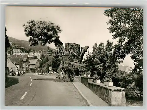 AK / Ansichtskarte Dannenfels Dicker Kastanienbaum Luftkurort am Donnersberg Dannenfels