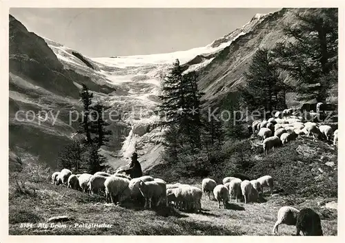 AK / Ansichtskarte Alp_Gruem Schafe auf Paluegletscher Alp_Gruem