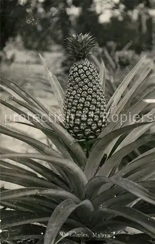 AK / Ansichtskarte Obst Pineapples Malaya  Obst