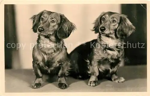 AK / Ansichtskarte Hunde  Hunde