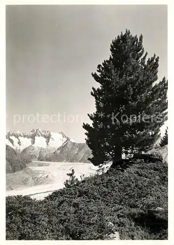 AK / Ansichtskarte Gletscher Aletschwald Gletscher