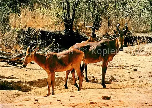 AK / Ansichtskarte Tiere Western Hartebeests Yankari Game Reserve Bauchi State Nigeria  Tiere