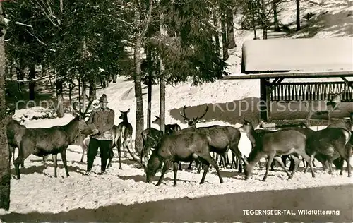 AK / Ansichtskarte Bad_Wiessee Wildfuetterung im Tegernseer Tal im Winter Bad_Wiessee