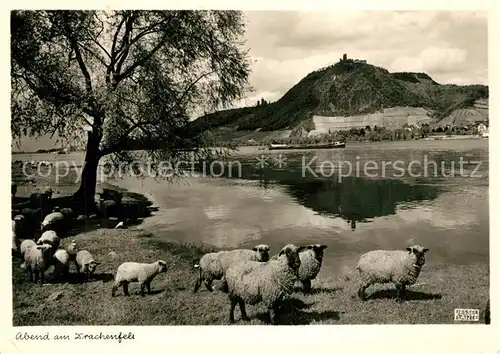 AK / Ansichtskarte Schafe Drachenfels Foto Kessel Nr. 1229 Schafe