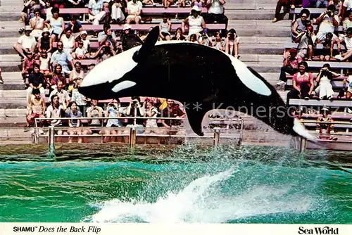 AK / Ansichtskarte Wal Killer Whale Shamu Show Sea World San Diego California  Wal