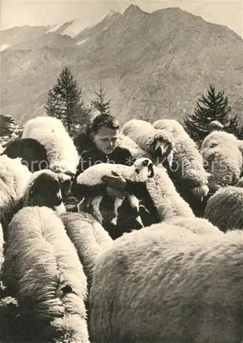 AK / Ansichtskarte Schafe Hirtenbub Schafe