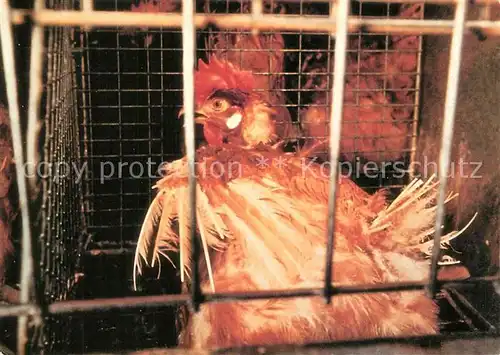 AK / Ansichtskarte Gefluegel Huhn Tierschutz Abschaffung Tierfabriken Schweiz  Gefluegel