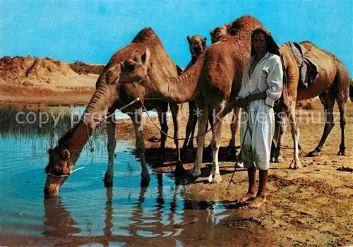AK / Ansichtskarte Kamele Ile de Djerba Route de Djorf  Kamele