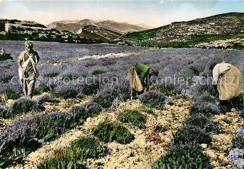 AK / Ansichtskarte Ernte_Landwirtschaft Coupeurs de Lavande  Ernte_Landwirtschaft