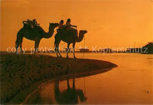 AK / Ansichtskarte Kamele Gran Canaria Masoalomas  Kamele