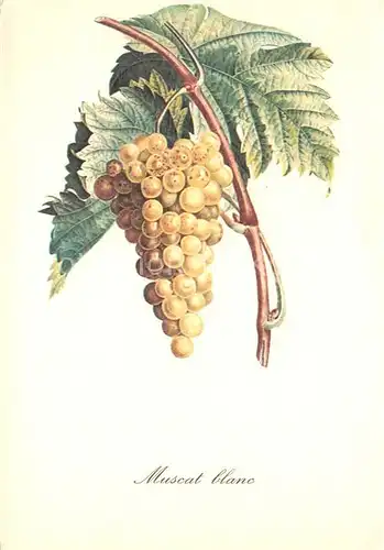 AK / Ansichtskarte Obst Trauben Muscat Blanc  Obst