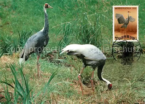 AK / Ansichtskarte Voegel Weissnackenkranich  Voegel