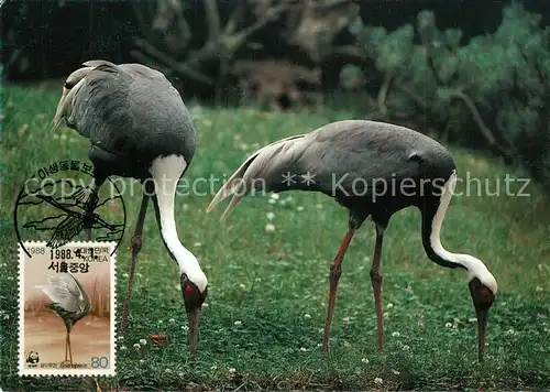 AK / Ansichtskarte Voegel Weissnackenkranich  Voegel