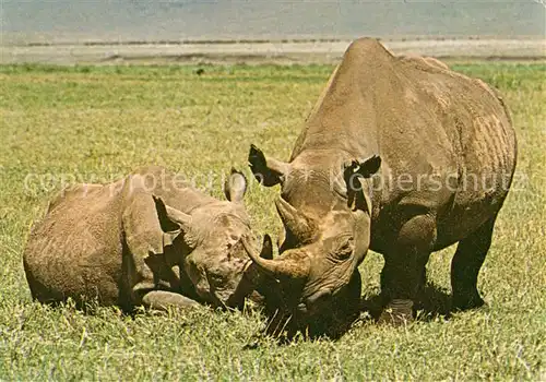 AK / Ansichtskarte Nashorn Afrika Nashorn