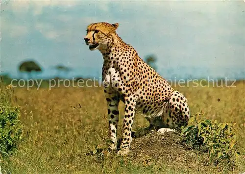 AK / Ansichtskarte Tiere Cheetah Gepard  Tiere