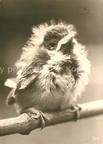 AK / Ansichtskarte Voegel  Voegel