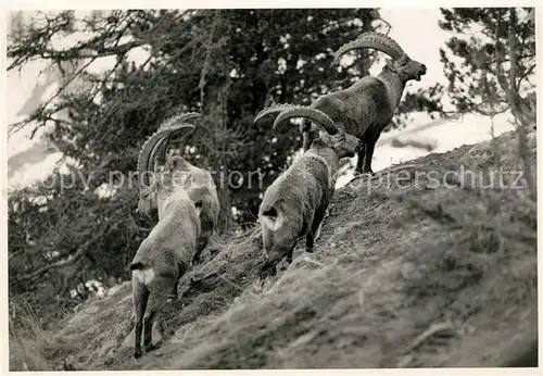 AK / Ansichtskarte Steinbock  Steinbock