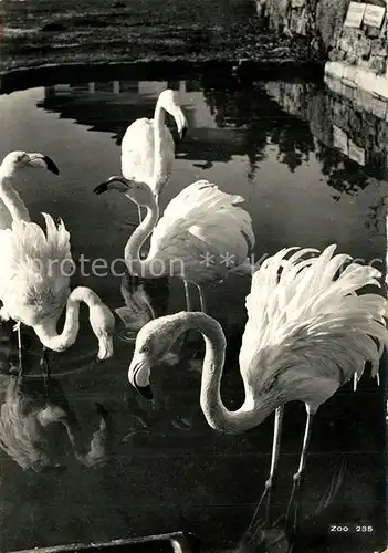 AK / Ansichtskarte Flamingo Zoo Zuerich  Flamingo