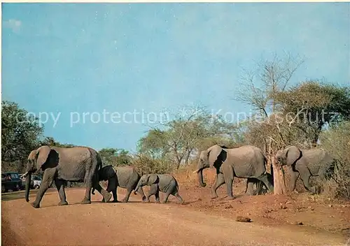 AK / Ansichtskarte Elefant Elefantenfamilie Suedafrika  Elefant