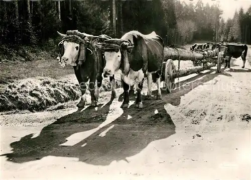 AK / Ansichtskarte Tiere Ochsen Transport des Grumes  Tiere